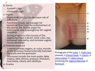 Responsible for expulsion of the fetus during childbirth from the strong muscle contractions as well as menstruation