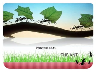 PROVERBS 6:6-11
THE ANT
 