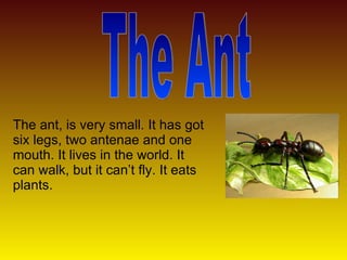 The ant, is very small. It has got six legs, two antenae and one mouth. It lives in the world. It can walk, but it can’t fly. It eats plants. The Ant 
