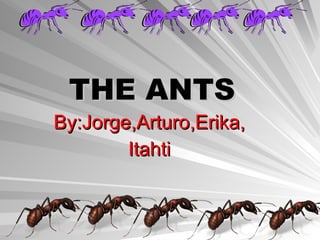 THE ANTS By:Jorge,Arturo,Erika, Itahti 
