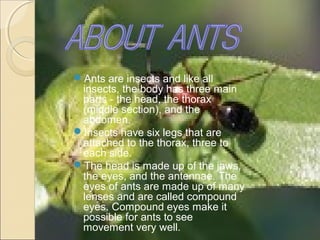 The ants | PPT