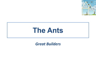 The Ants
Great Builders
 