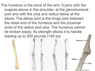 The humerus is the bone of the arm. It joins with the
scapula above in the shoulder, at the glenohumeral
joint and with the ulna and radius below at the
elbow. The elbow joint is the hinge joint between
the distal end of the humerus and the proximal
ends of the radius and ulna. The humerus cannot
be broken easily. Its strength allows it to handle
loading up to 300 pounds (140 kg)
 