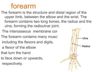 forearm
The forearm is the structure and distal region of the
upper limb, between the elbow and the wrist. The
forearm contains two long bones, the radius and the
ulna, forming the radioulnar joint.
The interosseous membrane connects these bones.
The forearm contains many muscles,
including the flexors and digits,
a flexor of the elbow
that turn the hand
to face down or upwards,
respectively.
 