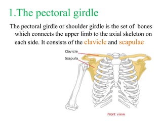 1.The pectoral girdle
The pectoral girdle or shoulder girdle is the set of bones
which connects the upper limb to the axial skeleton on
each side. It consists of the clavicle and scapulae
 