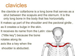 clavicles
the clavicle or collarbone is a long bone that serves as a
strut between the scapula and the sternum. It is the
only long bone in the body that lies horizontally.
It makes up part of the shoulder and the pectoral girdle ,
as it creates a bulge in the skin.
It receives its name from the Latin: clavicula
("little key") because the bone
rotates along its
axis like a key when the
shoulder is abducted.
 
