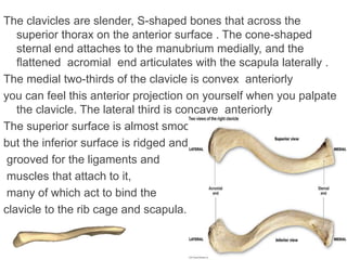 The clavicles are slender, S-shaped bones that across the
superior thorax on the anterior surface . The cone-shaped
sternal end attaches to the manubrium medially, and the
ﬂattened acromial end articulates with the scapula laterally .
The medial two-thirds of the clavicle is convex anteriorly
you can feel this anterior projection on yourself when you palpate
the clavicle. The lateral third is concave anteriorly
The superior surface is almost smooth,
but the inferior surface is ridged and
grooved for the ligaments and
muscles that attach to it,
many of which act to bind the
clavicle to the rib cage and scapula.
 