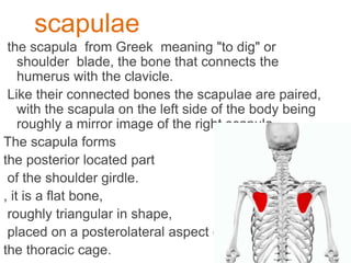 scapulae
the scapula from Greek meaning "to dig" or
shoulder blade, the bone that connects the
humerus with the clavicle.
Like their connected bones the scapulae are paired,
with the scapula on the left side of the body being
roughly a mirror image of the right scapula.
The scapula forms
the posterior located part
of the shoulder girdle.
, it is a flat bone,
roughly triangular in shape,
placed on a posterolateral aspect of
the thoracic cage.
 