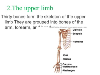 2.The upper limb
Thirty bones form the skeleton of the upper
limb They are grouped into bones of the
arm, forearm, and hand.
 