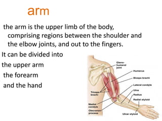arm
the arm is the upper limb of the body,
comprising regions between the shoulder and
the elbow joints, and out to the fingers.
It can be divided into
the upper arm
the forearm
and the hand
 