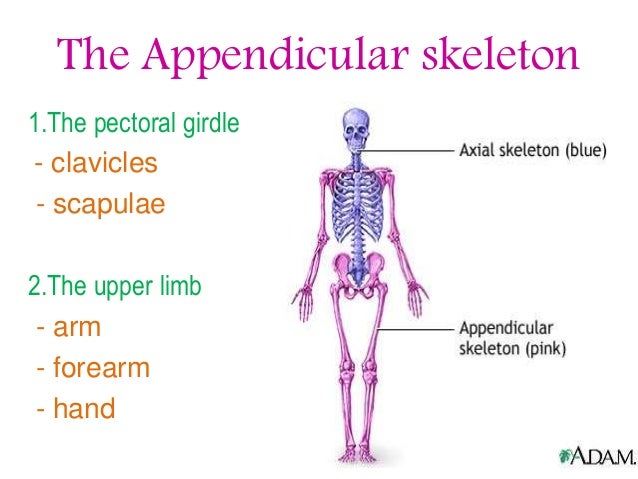 the appendicular skeleton
