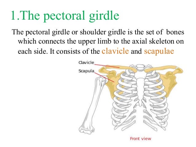 the appendicular skeleton what bones form the shoulder girdle