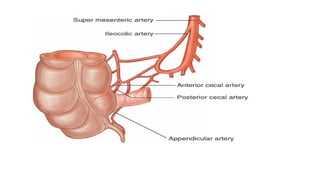 The appendix, appendicitis and it's management | PPTX