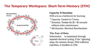The Architecture of Memory: Biological Mechanisms of Learning and ...