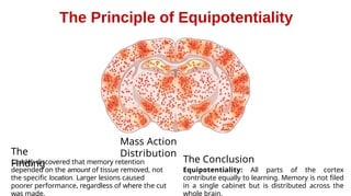 Equally Distributed The Architecture of Memory: Biological Mechanisms of Learning and ...