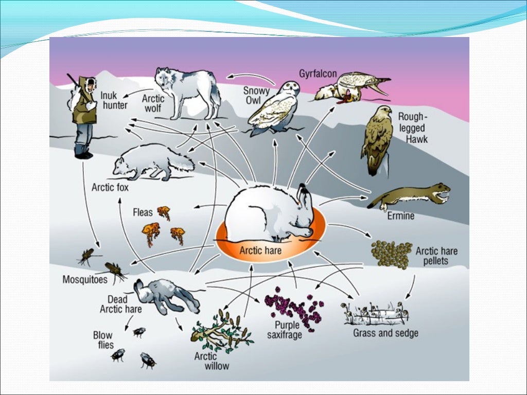 The arctic ecosystem