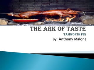 The Ark of TasteTamworth Pig By: Anthony Malone 