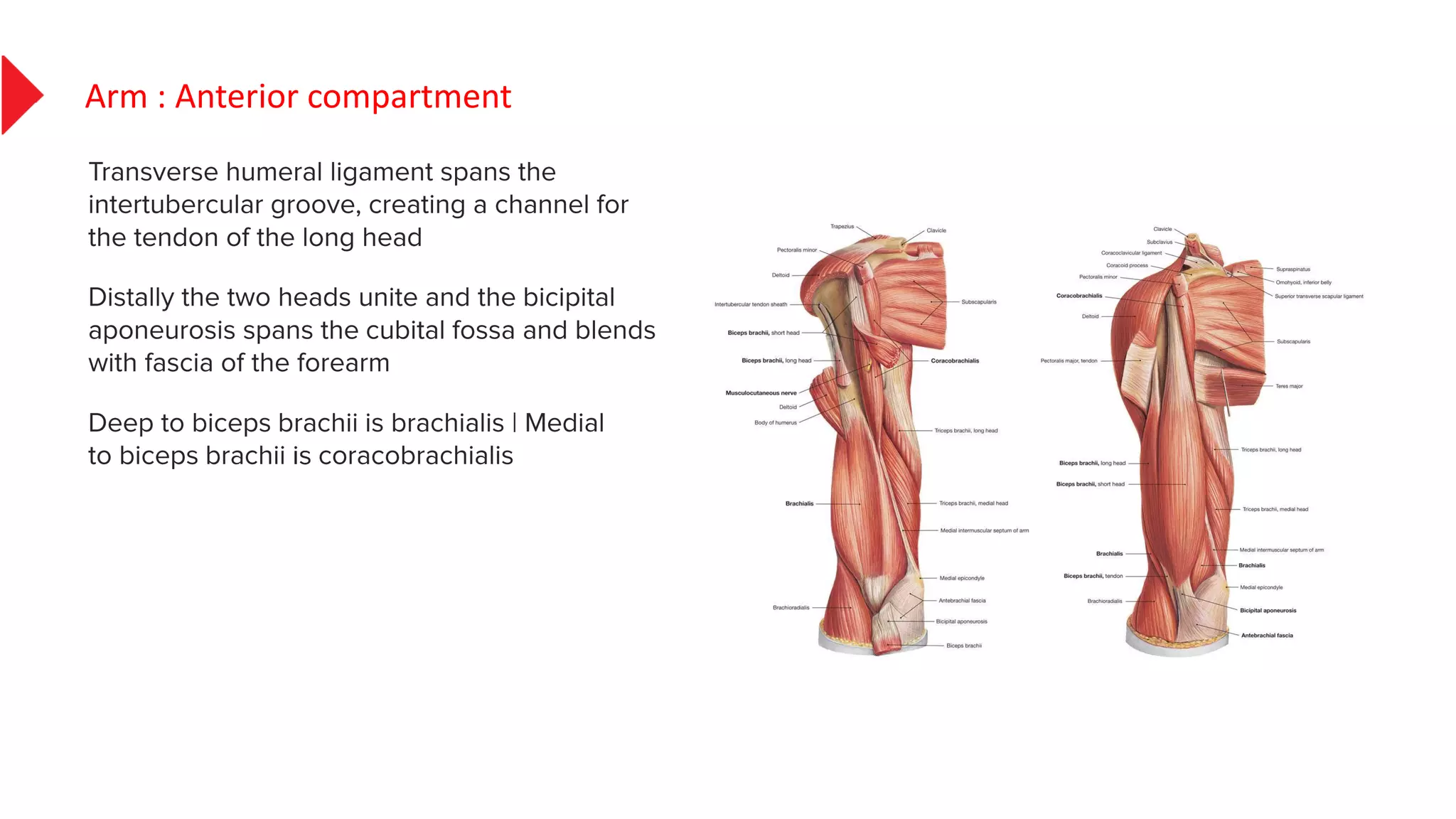 muscles the arm, anatomy | PDF