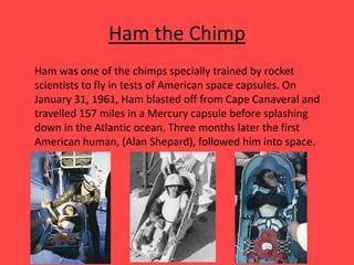 Ham the Chimp
Ham was one of the chimps specially trained by rocket
scientists to fly in tests of American space capsules. On
January 31, 1961, Ham blasted off from Cape Canaveral and
travelled 157 miles in a Mercury capsule before splashing
down in the Atlantic ocean. Three months later the first
American human, (Alan Shepard), followed him into space.
 