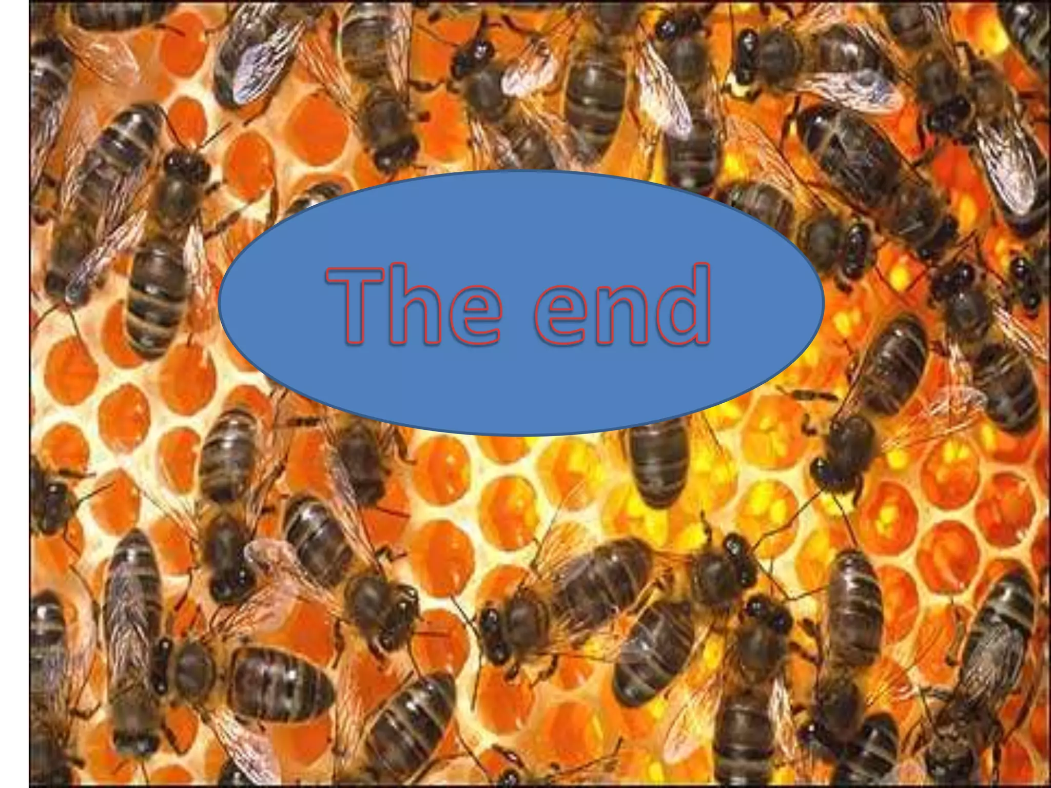 The arrival of the bee box