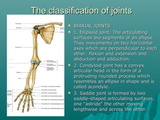 TThhee ccllaassssiiffiiccaattiioonn ooff jjooiinnttss 
 BBIIAAXXIIAALL JJOOIINNTTSS 
 11.. EElllliippssooiidd jjooiinntt.. TThhee aarrttiiccuullaattiinngg 
ssuurrffaacceess aarree sseeggmmeennttss ooff aann eelllliippssee.. 
TThheeyy mmoovveemmeennttss oonn ttwwoo hhoorriizzoonnttaall 
aaxxeess wwhhiicchh aarree ppeerrppeennddiiccuullaarr ttoo eeaacchh 
ootthheerr:: fflleexxiioonn aanndd eexxtteennssiioonn aanndd 
aabbdduuccttiioonn aanndd aadddduuccttiioonn.. 
 22.. CCoonnddyyllooiidd jjooiinntt hhaass aa ccoonnvveexx 
aarrttiiccuullaarr hheeaadd iinn tthhee ffoorrmm ooff aa 
pprroottrruuddiinngg rroouunnddeedd pprroocceessss wwhhiicchh 
rreesseemmbblleess aann eelllliippssee iinn sshhaappee aanndd iiss 
ccaalllleedd aaccoonnddyyllee.. 
 33.. SSaaddddllee jjooiinntt iiss ffoorrmmeedd bbyy ttwwoo 
ssaaddddllee--sshhaappeedd aarrttiiccuullaattiinngg ssuurrffaacceess,, 
oonnee ""aassttrriiddee"" tthhee ootthheerr mmoovviinngg 
lleennggtthhwwiissee aanndd aaccrroossss tthhee ootthheerr.. 
 