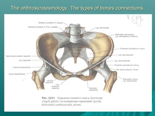 The arthrosyndesmology. The types ooff bboonneess ccoonnnneeccttiioonnss.. 
 