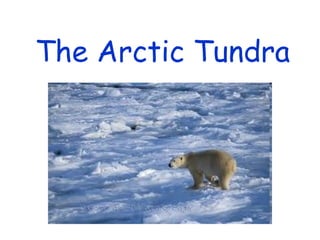 The Arctic Tundra
 