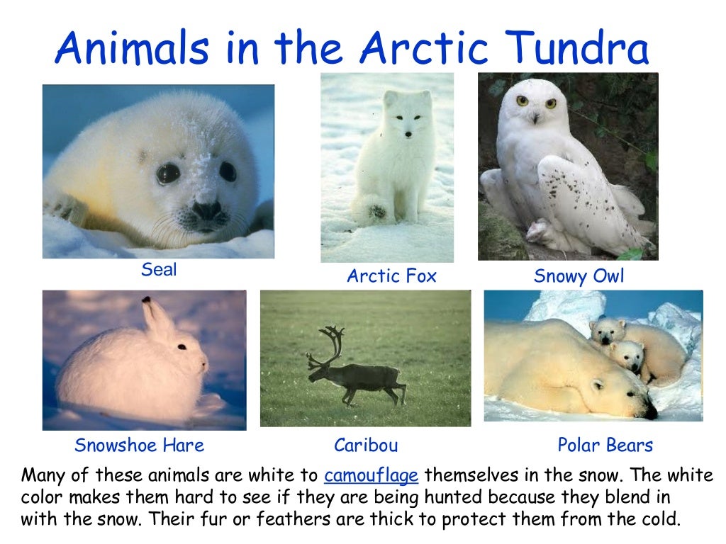 The artic tundra
