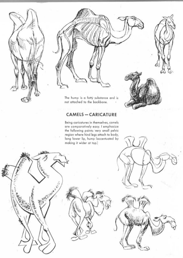 The art of_animal_drawing