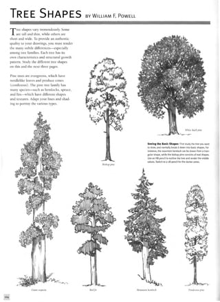 TREE SHAPES BY WILLIAM F. POWELL
Tree shapes vary tremendously. Some
are tall and thin, while others are
short and wide. To provide an authentic
quality to your drawings, you must render
the many subtle differences—especially
among tree families. Each tree has its
own characteristics and structural growth
pattern. Study the different tree shapes
on this and the next three pages.
Pine trees are evergreens, which have
needlelike leaves and produce cones
(coniferous). The pine tree family has
many species—such as hemlocks, spruce,
and firs—which have different shapes
and textures. Adapt your lines and shad-
ing to portray the various types.
Bishop pine
Seeing the Basic Shapes First study the tree you want
to draw, and mentally break it down into basic shapes. For
instance, the mountain hemlock can be drawn from a trian-
gular shape, while the bishop pine consists of oval shapes.
Use an HB pencil to outline the tree and render the middle
values. Switch to a 2B pencil for the darker areas.
*2 ! J
^v«Y-v,
Giant sequoia Red fir Mountain hemloek Pondewsa pine
104
 