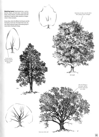 Sketching Leaves Broad-leaved trees-such as
beeches, maples, and some oaks—have broad, flat
leaves, produce flowers, and shed leaves every fall
(deciduous). Study the subtle variations of shapes
shown in these examples.
As you draw, notice the different techniques used for
the leaves on each tree. First sketch the trunk, and
then draw the general shape of the whole group of
leaves before shading the foliage.
Variations of value create the thick,
dense foliage oj the red maple.
Use the side of
the pencil lead for
the basic layout
sketches.
American white oak
105
 