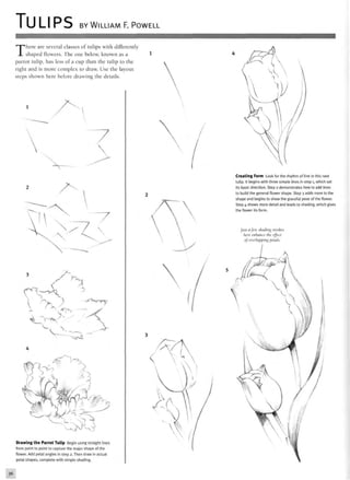 TULIPS BY WILLIAM F. POWELL
There are several classes of tulips with differently
shaped flowers. The one below, known as a
parrot tulip, has less of a cup than the tulip to the
right and is more complex to draw. Use the layout
steps shown here before drawing the details.
viwDrawing the Parrot Tulip Begin using straight lines
from point to point to capture the major shape of the
flower. Add petal angles in step 2. Then draw in actual
petal shapes, complete with simple shading.
Creating Form Look for the rhythm of line in this next
tulip. It begins with three simple lines in step 1, which set
its basic direction. Step 2 demonstrates how to add lines
to build the general flower shape. Step 3 adds more to the
shape and begins to show the graceful pose of the flower.
Step 4 shows more detail and leads to shading, which gives
the flower its form.
Just a few shading strokes
here enhance the effect
of overlapping petals.
 