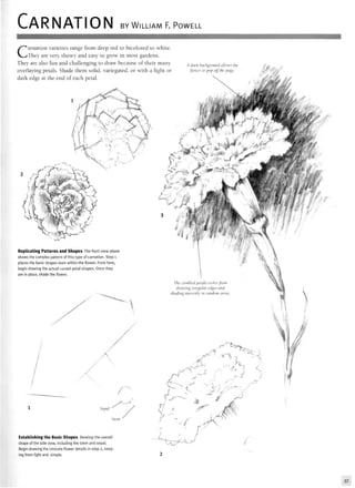 CARNATION BY WILLIAM F. POWELL
Carnation varieties range from deep red to bicolored to white.
They are very showy and easy to grow in most gardens.
They are also fun and challenging to draw because of their many
overlaying petals. Shade them solid, variegated, or with a light or
dark edge at the end of each petal.
A dark background allows the
flower to pop off the page.
Replicating Patterns and Shapes The front view above
shows the complex pattern of this type of carnation. Step 1
places the basic shapes seen within the flower. From here,
begin drawing the actual curved petal shapes. Once they
are in place, shade the flower.
Stem
Establishing the Basic Shapes Develop the overall
shape of the side view, including the stem and sepal.
Begin drawing the intricate flower details in step 2, keep-
ing them light and simple.
- V
» 
The crinkled petals evolve from
drawing irregular edges and
shading unevenly in random areas.
 