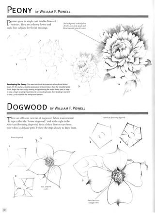 PEONY BY WILLIAM F. POWELL
Peonies grow in single- and double-flowered
varieties. They are a showy flower and
make fine subjects for flower drawings.
The background strokes follow
the direction of the petals and
blend outward from the center.
7
/
/
;
—i,
2
Developing the Peony This exercise should be drawn on vellum-finish Bristol
board. On this surface, shading produces a bit more texture than the smoother plate
finish. Begin the exercise by drawing and positioning the major flower parts in step l.
In step 2, begin shading the petals and surrounding leaves. Start shading in earnest
in step 3, and establish the background pattern.
/
DOGWOOD BY WILLIAM F. POWELL
There are different varieties of dogwood. Below is an oriental
type called the "kousa dogwood," and at the right is the
American flowering dogwood. Both of their flowers vary from
pure white to delicate pink. Follow the steps closely to draw them
Kousa dogwood
American flowering dogwood
38
 
