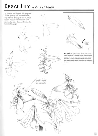 REGAL LILY BY WILLIAM F. POWELL
Lilies are very fragrant, and the plants
can grow up to 8 feet tall. Use the
steps below to develop the flower, which
you can attach to the main stem when
drawing the entire plant, as shown at the
bottom of the page.
Bud Detail The lily bud in step 1 (above) starts out com-
pletely closed. Step 2 illustrates the two angles you should
shade to give the bud form. It also shows how to transform
the bud so it appears slightly opened. Add these types of
buds to your lily plant, paying attention to how they attach
to the stems.
Shading lines like these
illustrate a technique
called crosshatching and
give the petals form.
 