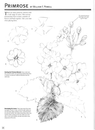 PRIMROSE BY WILLIAM F. POWELL
There are many primrose varieties with
a wide range of colors. This exercise
demonstrates how to draw a number of
flowers and buds together. Take your time
when placing them.
The unopened primrose
buds begin with small,
egg-like shapes.
Forming the Primrose Blossom Draw a main stem
first, and add smaller ones branching outward. Keep them
in clusters, curving out in different directions from the
Developing the Leaves These steps show three shad-
ing stages of leaves. In step 1 (at the far right), lightly out-
line leaf shape. Begin shading in step 2, sketching where
the leaf veins will be. Then shade around those areas, leav
ing them white, to bring out the veins. When you reach
step 3, clean up the details, and add a few darker areas
along some of the veins.
 