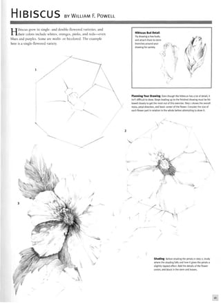 HIBISCUS BY WILLIAM F. POWELL
Hibiscus grow in single- and double-flowered varieties, and
their colors include whites, oranges, pinks, and reds—even
blues and purples. Some are multi- or bicolored. The example
here is a single-flowered variety.
Hibiscus Bud Detail
Try drawing a few buds,
and attach them to stem
branches around your
drawing for variety.
iy
Planning Your Drawing Even though the hibiscus has a lot of detail, it
isn't difficult to draw. Steps leading up to the finished drawing must be fol-
lowed closely to get the most out of this exercise. Step 1 shows the overall
mass, petal direction, and basic center of the flower. Consider the size of
each flower part in relation to the whole before attempting to draw it.
v.
/
^"•tttfcZl
y
Shading Before shading the petals in step 2, study
where the shading falls and how it gives the petals a
slightly rippled effect. Add the details of the flower
center, and block in the stem and leaves.
41
 