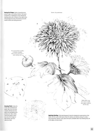 Seeing the Shapes Border chrysanthemums
produce larger, more bulbous flowers. Their petal
arrangement is challenging to draw. Develop the
drawing outline with a 2B pencil, then add an inter
esting background using a flat sketch pencil with
random strokes and varying pressures.
Border Chrysanthemum
The unopened bud resembles
a miniature pumpkin.
Draw in the ereases first to
make shading easier.
Shade darker near
the creases to make
them appear indented
into the leaf.
Drawing Petals Follow the
arrows when developing the
petals. Work from the center
outward, allowing each new
petal to be overlapped by the
previous one. Step 2 shows
most of the petals in place,
but notice that changes to
their position may occur
when you shade.
Applying Shading A flat sketching pencil is best for shading the broad portions of the
leaves. Use the corner of the lead to draw the outlines and indicate veining. To create a
more interesting "sketchy" look, leave some parts unshaded rather than finishing them off
at the edges, as shown above.
 