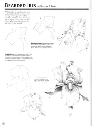 BEARDED IRIS BY WILLIAM F. POWELL
The bearded iris is probably the most
beautiful of the iris varieties. Its col-
ors range from deep purples to blues,
lavenders, and whites. Some flowers have
delicate, lightly colored petals with dark
veining. They range in height from less
than a foot to over three feet.
4 y
fs*^/
Beginning to Shade Follow the arrow directions
in step 3 for blending and shading strokes; these
strokes make the petal surfaces appear solid.
Darken shadowed areas using the point of a 2B.
Using Guidelines Step 1 (above) shows the block-in lines
for a side view of the iris, whereas step 1 (below) shows a
frontal view. Whichever you choose to draw, make your initial
outline shapes light, and use them as a general guide for draw-
ing the graceful curves of this flower's petals.
» .
' ¥
Good, clean block-in lines are
helpful for shading an involved
subject. Take your time, and plan
ahead to save correction time.
46
 