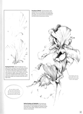 " *
>
•. . • • • • • .
Drawing the Petals Sketch the ridge lines in the
petals; they are necessary for accurate shading. Develop
the shading in stages, filling in the grooved areas first.
Then make the whole flower slightly grayer by adding
what is known as a "glaze" over it. To glaze, use the side
of an H B lead very lightly, shading with smooth, even
strokes over completed sections of the drawing. To make
petal surfaces appear even smoother, blend them with a
paper stump.
Focusing on Details This final drawing is quite
involved, but it's no more difficult than the previous
drawings. It just has more flowers and shading steps.
Once again, we must first draw the overall layout of
the flowers before attempting any shading.
Dark shading under the
petals makes them "fold"
outward toward you and
creates a thin shadow.
The more detail you add,
the more time a drawing will
take. Don't become discouraged.
Ifyou get tired, simply put the
drawing aside and take a break!
f
•
i £
Adding Shading and Highlights This drawing was
done on plate-finish Bristol board using HB, 2B, and flat
sketching pencils. Create highlights by molding a kneaded
eraser into a sharp wedge, "drawing" with it in the same
direction as the shading.
 
