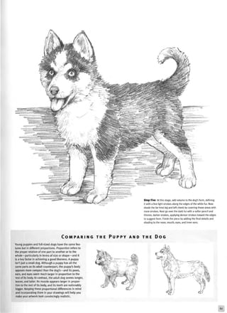 vr •
Step Five At this stage, add volume to the dog's form, defining
it with a few light strokes along the edges of the white fur. Now
shade the far hind leg and left cheek by covering those areas with
more strokes. Next go over the dark fur with a softer pencil and
thinner, darker strokes, applying denser strokes toward the edges
to suggest form. Finish the piece by adding the final details and
shading to the nose, mouth, eyes, and inner ears.
C O M P A R I N G T H E P U P P Y A N D T H E D O G
Young puppies and full-sized dogs have the same fea-
tures but in different proportions. Proportion refers to
the proper relation of one part to another or to the
whole —particularly in terms of size or shape —and it
is a key factor in achieving a good likeness. A puppy
isn't just a small dog. Although a puppy has all the
same parts as its adult counterpart, the puppy's body
appears more compact than the dog's —and its paws,
ears, and eyes seem much larger in proportion to the
rest of its body. In contrast, the adult dog seems longer,
leaner, and taller. Its muzzle appears larger in propor-
tion to the rest of its body, and its teeth are noticeably
bigger. Keeping these proportional differences in mind
and incorporating them in your drawings will help you
make your artwork look convincingly realistic.
 