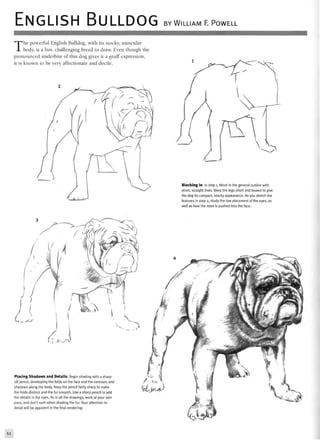 ENGLISH BULLDOG BY WILLIAM F. POWELL
The powerful English Bulldog, with its stocky, muscular
body, is a fun, challenging breed to draw. Even though the
pronounced underbite of this dog gives it a gruff expression,
it is known to be very affectionate and docile.
Blocking In In step 1, block in the general outline with
short, straight lines. Keep the legs short and bowed to give
the dog its compact, stocky appearance. As you sketch the
features in step 2, study the low placement of the eyes, as
well as how the nose is pushed into the face.
Placing Shadows and Details Begin shading with a sharp
2B pencil, developing the folds on the face and the contours and
shadows along the body. Keep the pencil fairly sharp to make
the folds distinct and the fur smooth. Use a sharp pencil to add
the details in the eyes. As in all the drawings, work at your own
pace, and don't rush when shading the fur. Your attention to
detail will be apparent in the final rendering.
62
 
