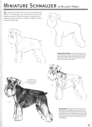 MINIATURE SCHNAUZER BY WILLIAM F. POWELL
The Miniature Schnauzer's bushy eyebrows and long beard
give it a striking appearance. Almost square in profile, the
Miniature Schnauzer (along with its larger counterparts, the
Standard and Giant Schnauzers) exhibits a straight, level back
and well-developed legs.
Forming Texture Slowly lay in the coat with quick strokes
along the back in step 3. Make certain the hair closest to the
face is dark, so the outline of the face is visible. Fewer strokes
are needed on the chest and legs because the coat is generally
lighter in these areas. You can also mold a kneaded eraser into
a sharp edge and "draw" with it in the direction of the hair to
create highlights.
f,
yMJMi^
 
