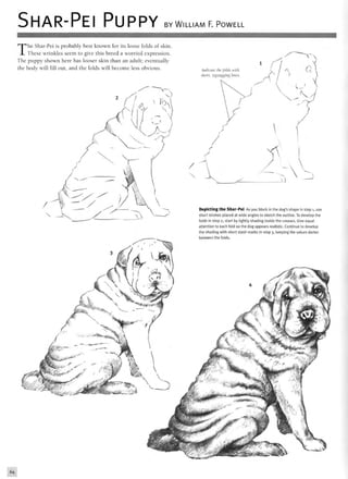 SHAR-PEI PUPPY BY WILLIAM F. POWELL
The Shar-Pei is probably best known for its loose folds of skin.
These wrinkles seem to give this breed a worried expression.
The puppy shown here has looser skin than an adult; eventually
the body will fill out, and the folds will become less obvious. Indicate the folds with
short, zigzagging lines.
/

Depicting the Shar-Pei As you block in the dog's shape in step i, use
short strokes placed at wide angles to sketch the outline. To develop the
folds in step 2, start by lightly shading inside the creases. Give equal
attention to each fold so the dog appears realistic. Continue to develop
the shading with short slash marks in step 3, keeping the values darker
between the folds.
 