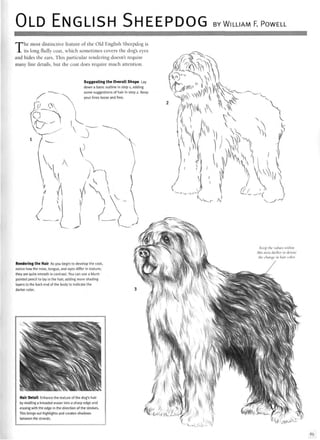 OLD ENGLISH SHEEPDOG BY WILLIAM F. POWELL
The most distinctive feature of the Old English Sheepdog is
its long fluffy coat, which sometimes covers the dog's eyes
and hides the ears. This particular rendering doesn't require
many fine details, but the coat does require much attention.
Suggesting the Overall Shape Lay
down a basic outline in step 1, adding
some suggestions of hair in step 2. Keep
your lines loose and free.
X
^ V j A1
Keep the values within
this area darker to denote
the change in hair color.
Rendering the Hair As you begin to develop the coat,
notice how the nose, tongue, and eyes differ in texture;
they are quite smooth in contrast. You can use a blunt-
pointed pencil to lay in the hair, adding more shading
layers to the back end of the body to indicate the
darker color.
Hair Detail Enhance the texture of the dog's hair
by molding a kneaded eraser into a sharp edge and
erasing with the edge in the direction of the strokes.
This brings out highlights and creates shadows
between the strands.
65
 