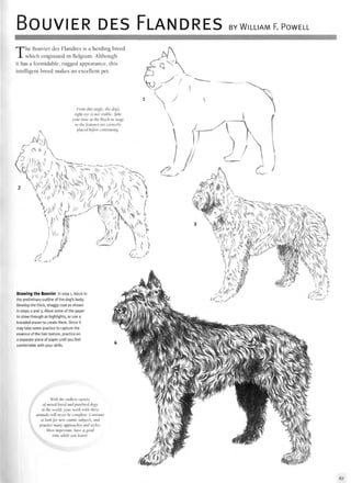BOUVIER DES FLANDRES BY WILLIAM F. POWELL
The Bouvier des Flandres is a herding breed
which originated in Belgium. Although
it has a formidable, rugged appearance, this
intelligent breed makes an excellent pet.
From this angle, the dog's
right eye is not visible. Take
your time at the block-in stage
so thefeatures are correctly
placed before continuing.
<4 >.vT
xVxv
it
?MW)/ifS
Drawing the Bouvier In step 1, block in
the preliminary outline of the dog's body.
Develop the thick, shaggy coat as shown
in steps 2 and 3. Allow some of the paper
to show through as highlights, or use a
kneaded eraser to create them. Since it
may take some practice to capture the
essence of the hair texture, practice on
a separate piece of paper until you feel
comfortable with your skills.
With the endless variety
of mixed breed and purebred dogs
in the world, your work with these
animals will never be complete. Continue
to look for new canine subjects, and
practice many approaches and styles.
Most important, have a good
time while you Icarnl
67
 