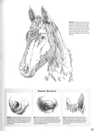 Step Five Now create the dark areas of the
coat using a large blending stump dipped in
graphite dust. Apply broad strokes, fading
them out as you work down the neck. With a
smaller stump, add more detail and shading
around the eye and ears. Finally enhance the
sense of depth by adding darker graphite
strokes in the shadows of the ears and under
the head.
Muzzle The muzzle has subtle, curved forms, which
are defined with careful shading. The area around the
nostril is raised, as is the area just above the mouth;
indicate this shape by pulling out highlights with a
kneaded eraser.
Eye Horses' eyes have a lot of detail, from the creases
around the eyes to the straight, thick eyelashes that pro-
tect them. To create a sense of life in the eye, leave a light
crescent-shaped area to show reflected light, and leave a
stark white highlight above it.
Ears Render the horse's forelock hair with long,
slightly curving strokes. Then shade the interior of
the ear with upward, parallel strokes, making them
darkest at the bottom and gradually lighter as you
move up the ear.
79
 