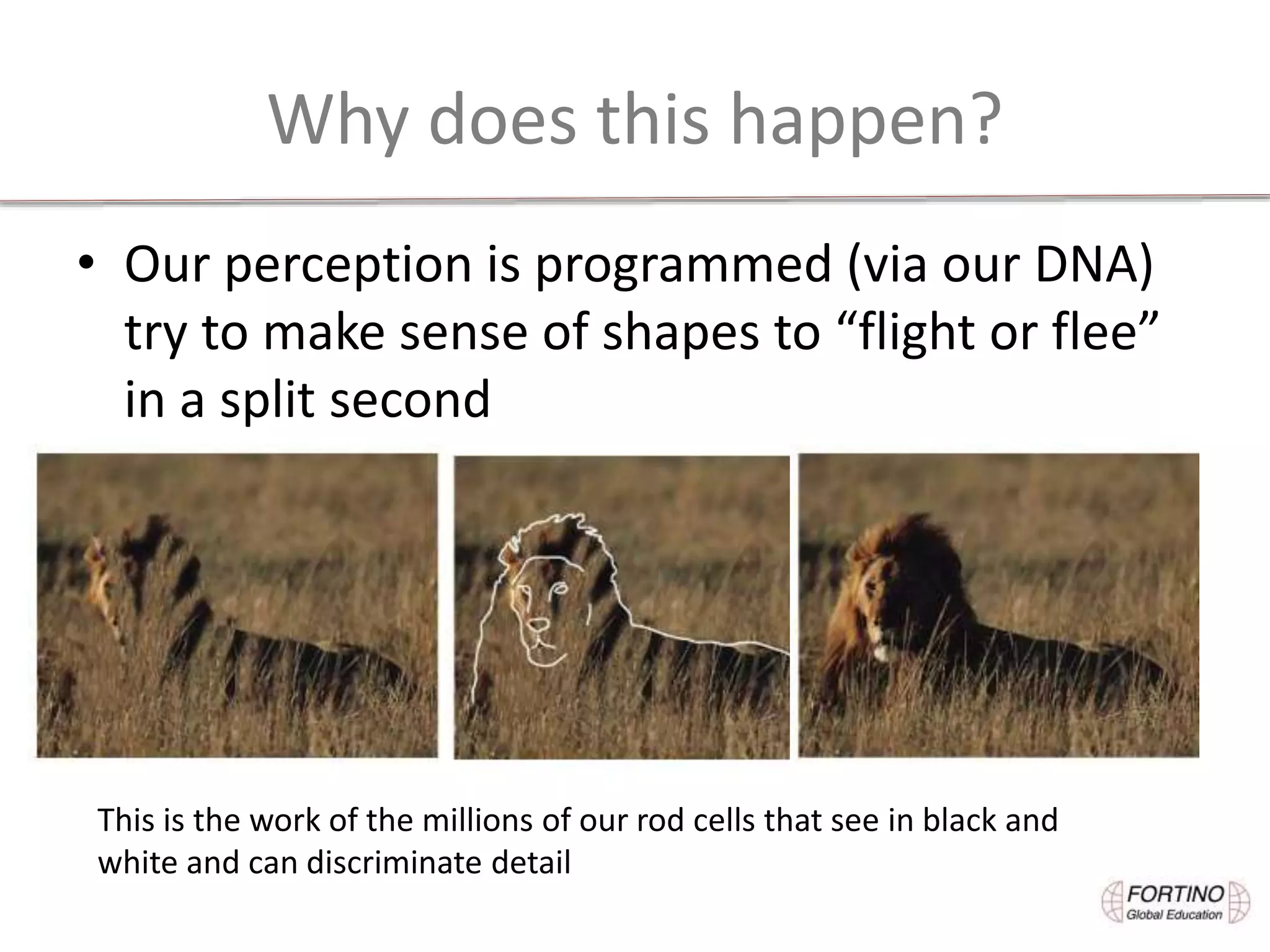 Why does this happen?
• Our perception is programmed (via our DNA)
try to make sense of shapes to “flight or flee”
in a split second
This is the work of the millions of our rod cells that see in black and
white and can discriminate detail
 