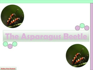 The Asparagus Beetle
Online Pest Control
 