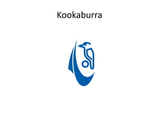 Kookaburra